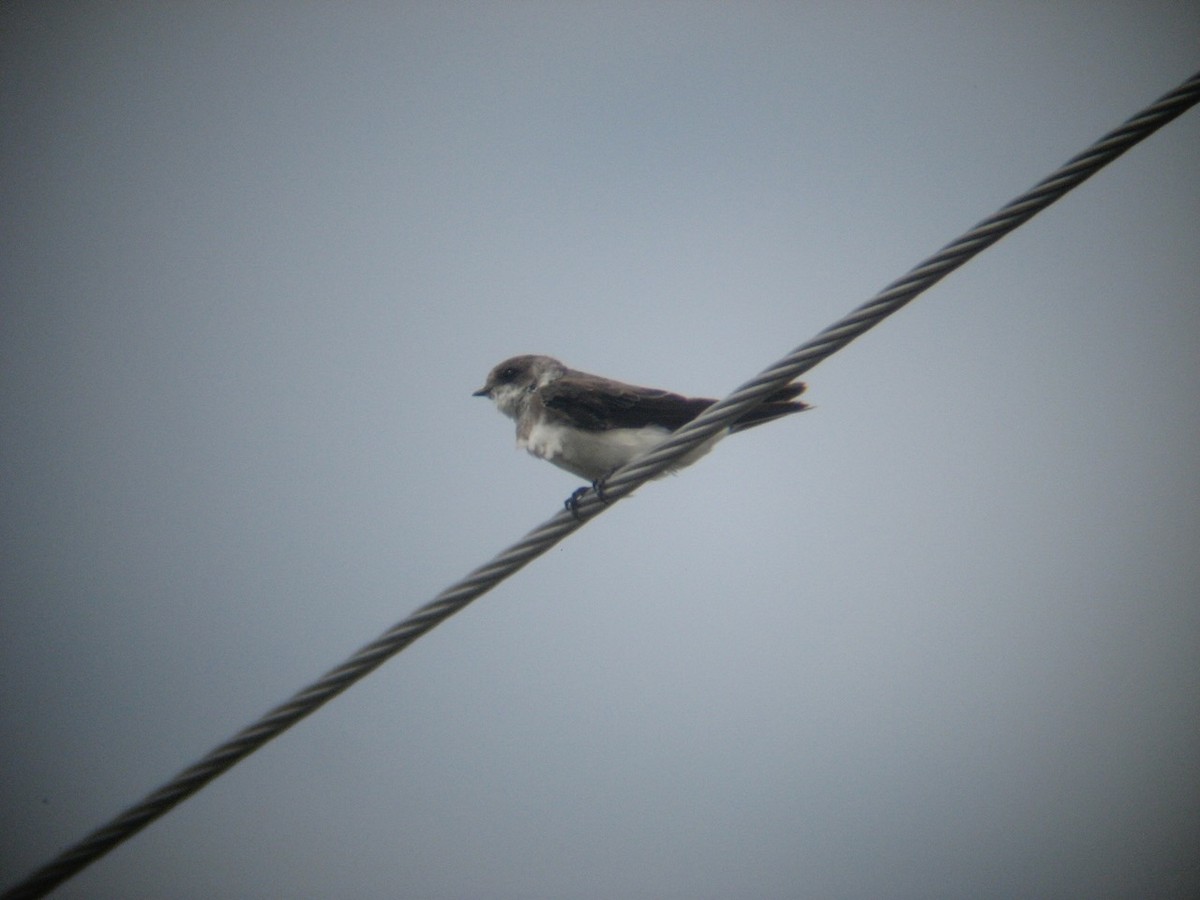 Береговушка - ML649316250