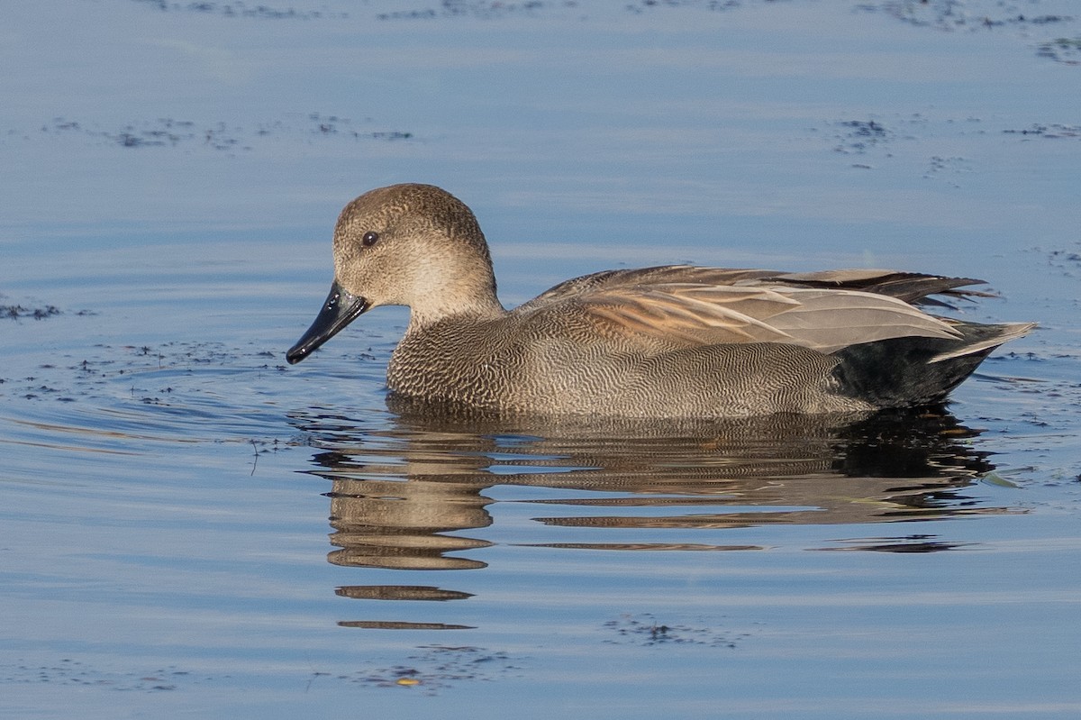 Gadwall - ML649316254