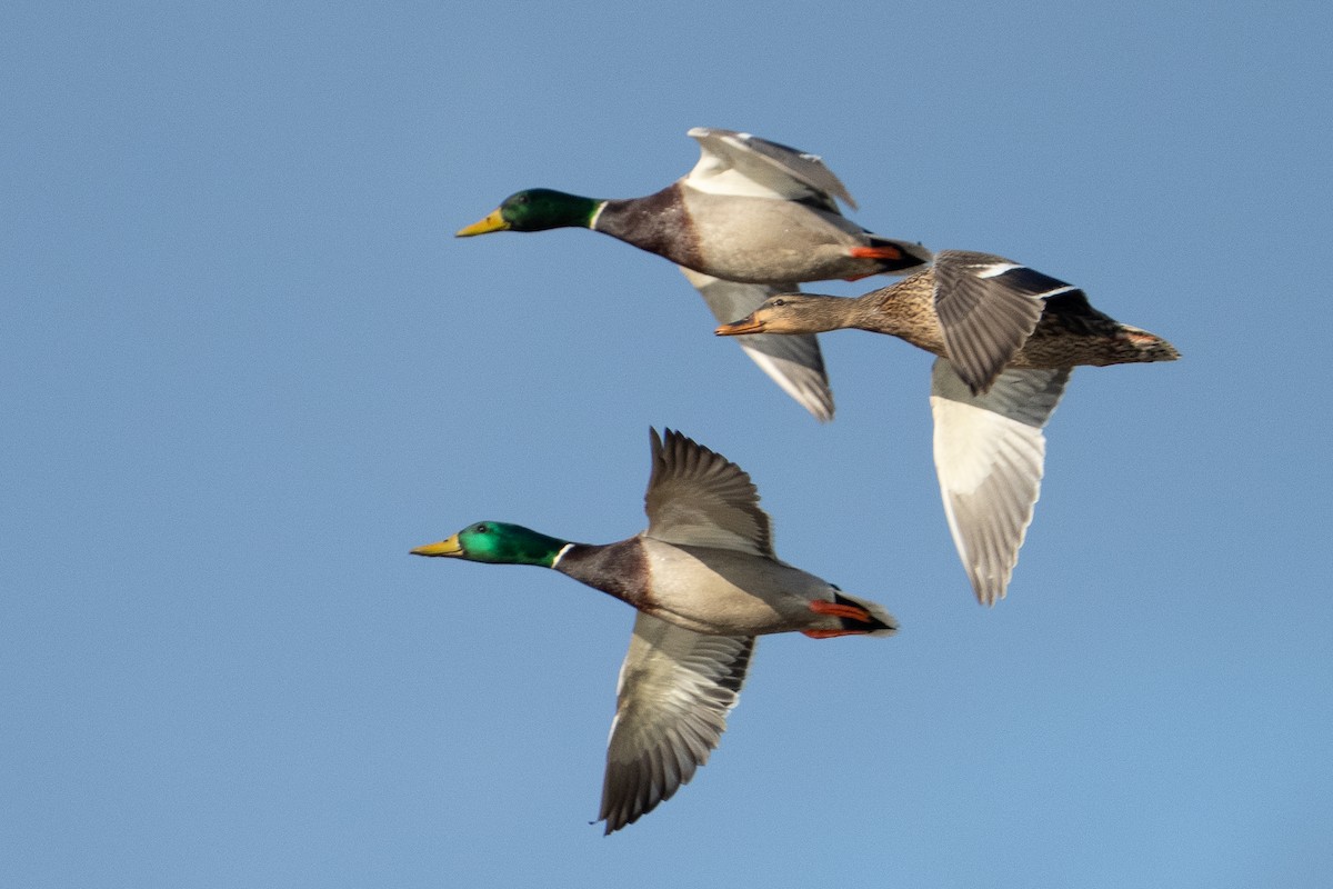 Mallard - ML649316275