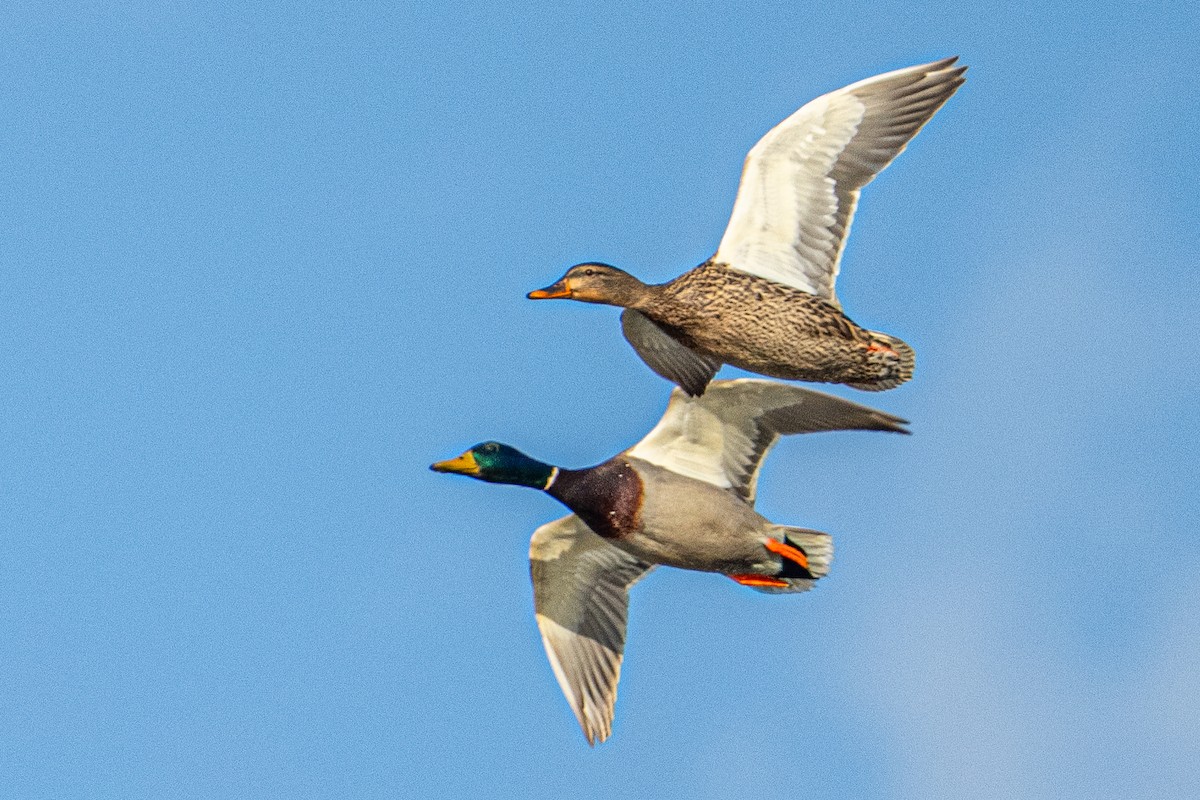 Mallard - ML649316276