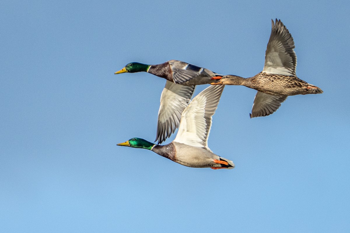 Mallard - ML649316277