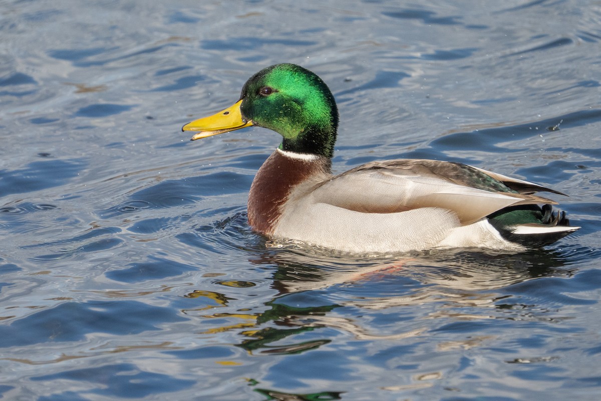 Mallard - ML649316279