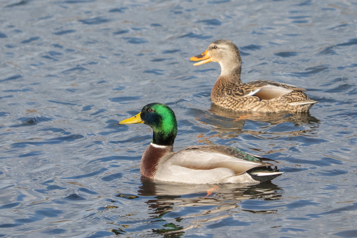 Mallard - ML649316280