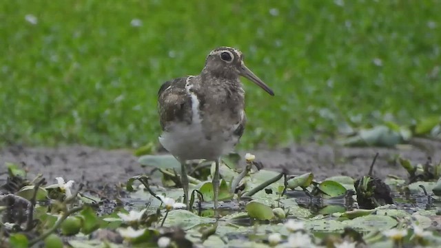 slučice australská - ML649316291