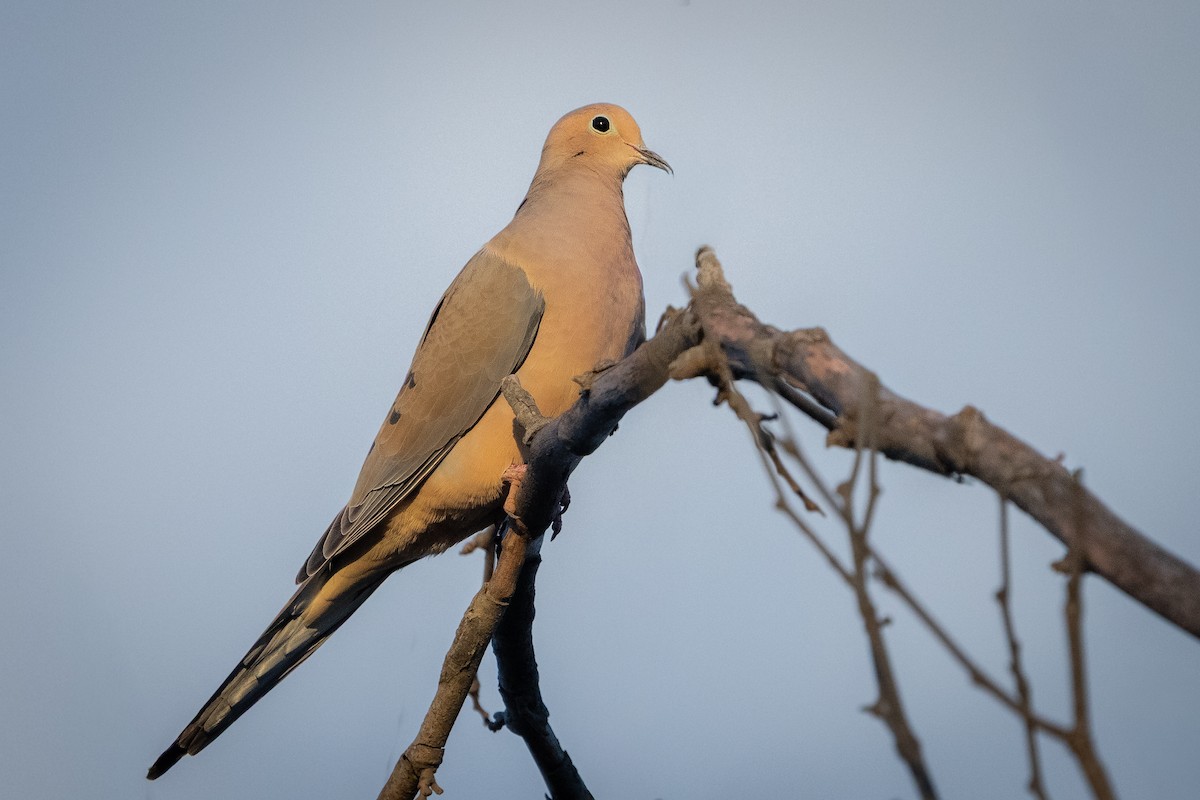 Mourning Dove - ML649316307