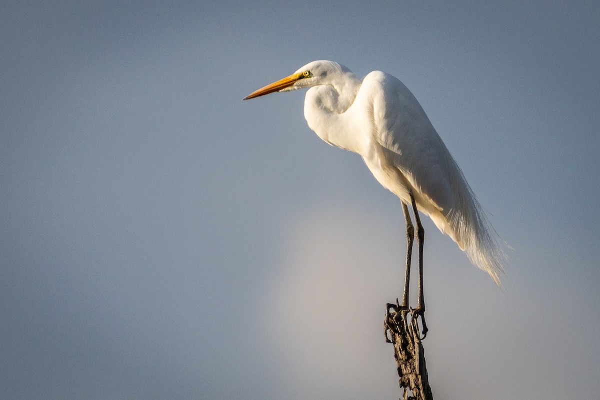 Great Egret - ML649316324