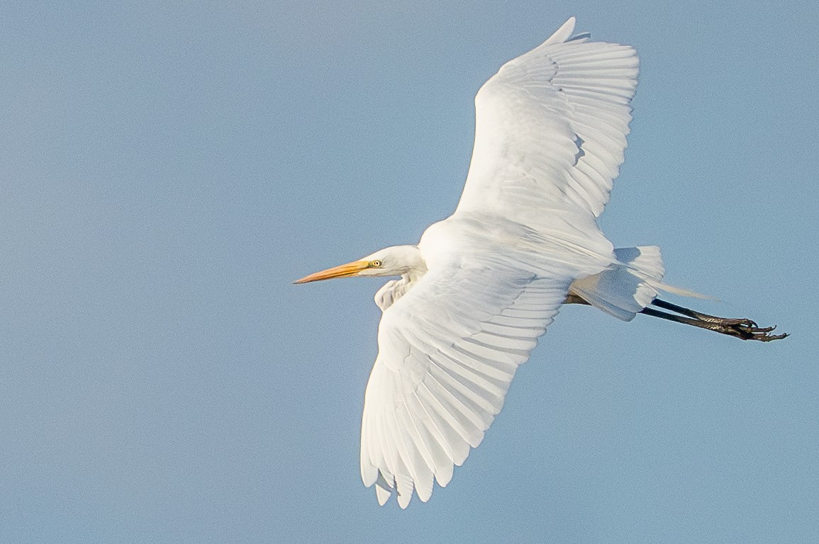Great Egret - ML649316334