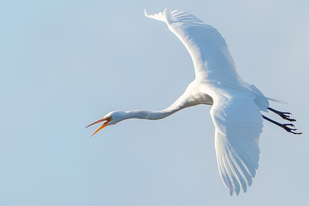 Great Egret - ML649316335