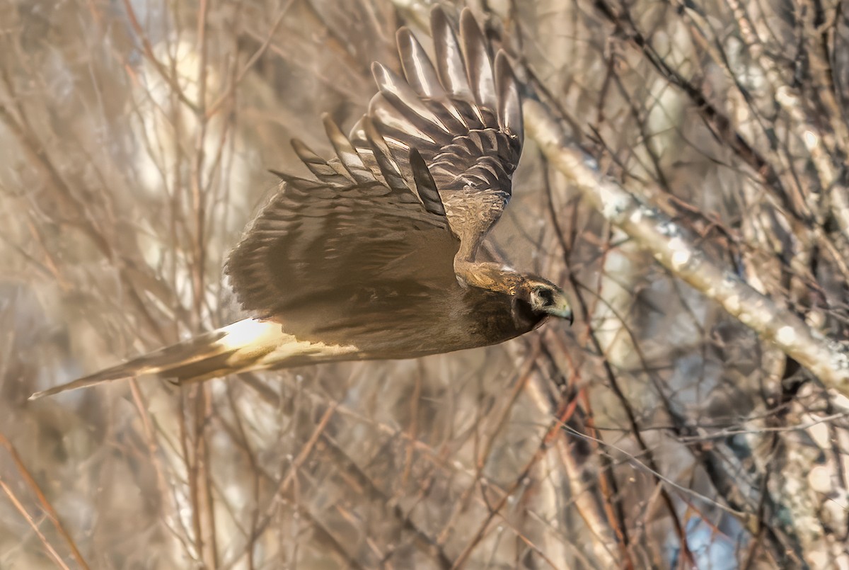Northern Harrier - ML649316375