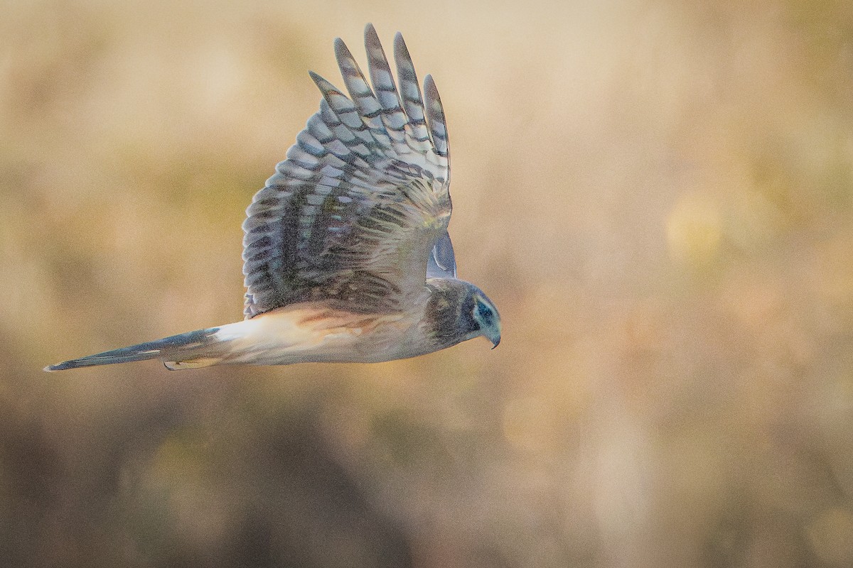 Northern Harrier - ML649316376