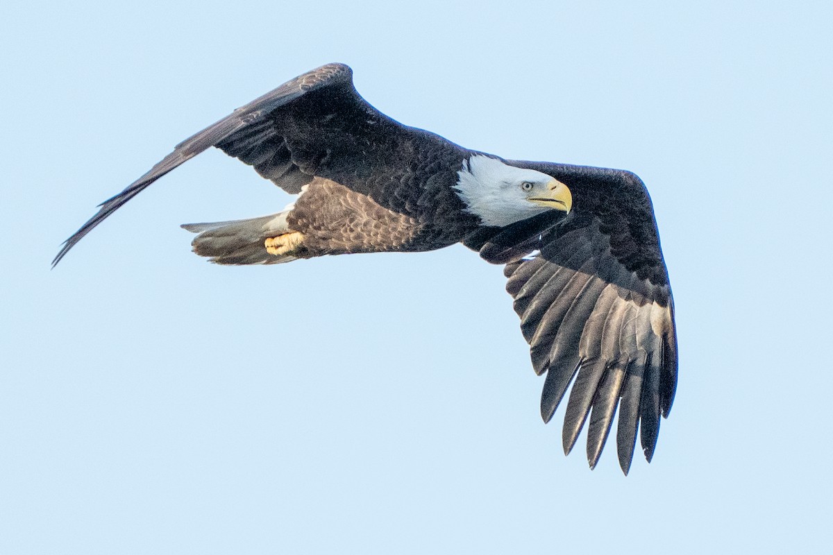Bald Eagle - ML649316410