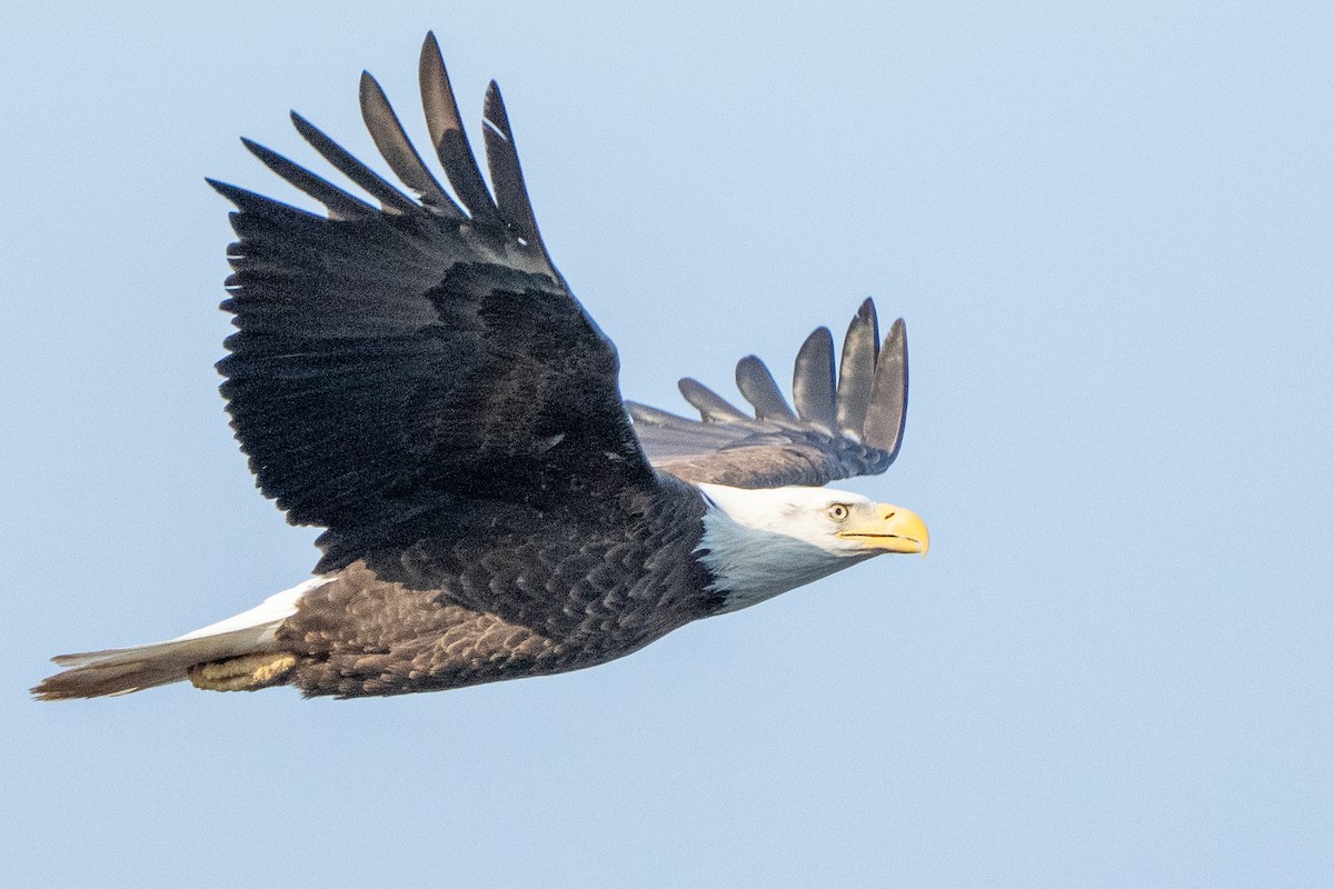 Bald Eagle - ML649316415