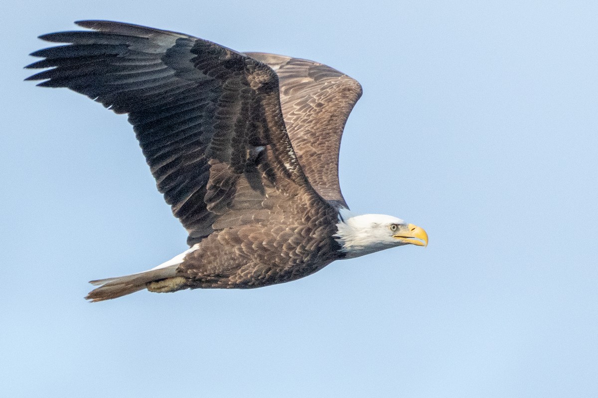 Bald Eagle - ML649316416