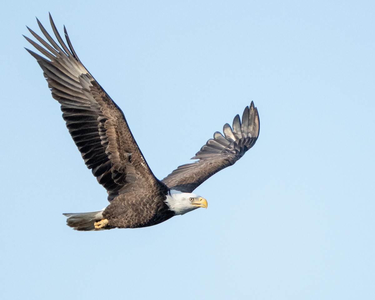 Bald Eagle - ML649316417