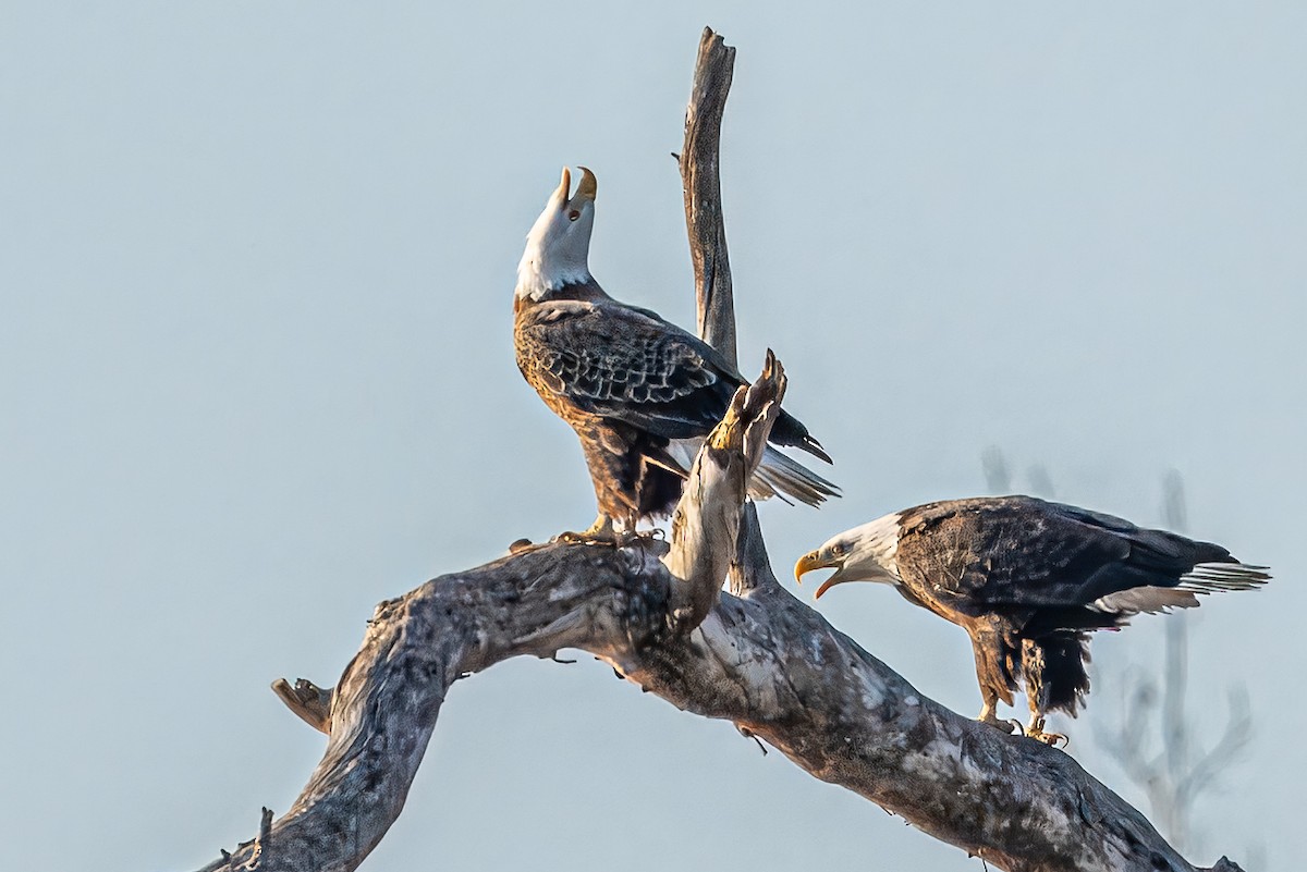 Bald Eagle - ML649316431