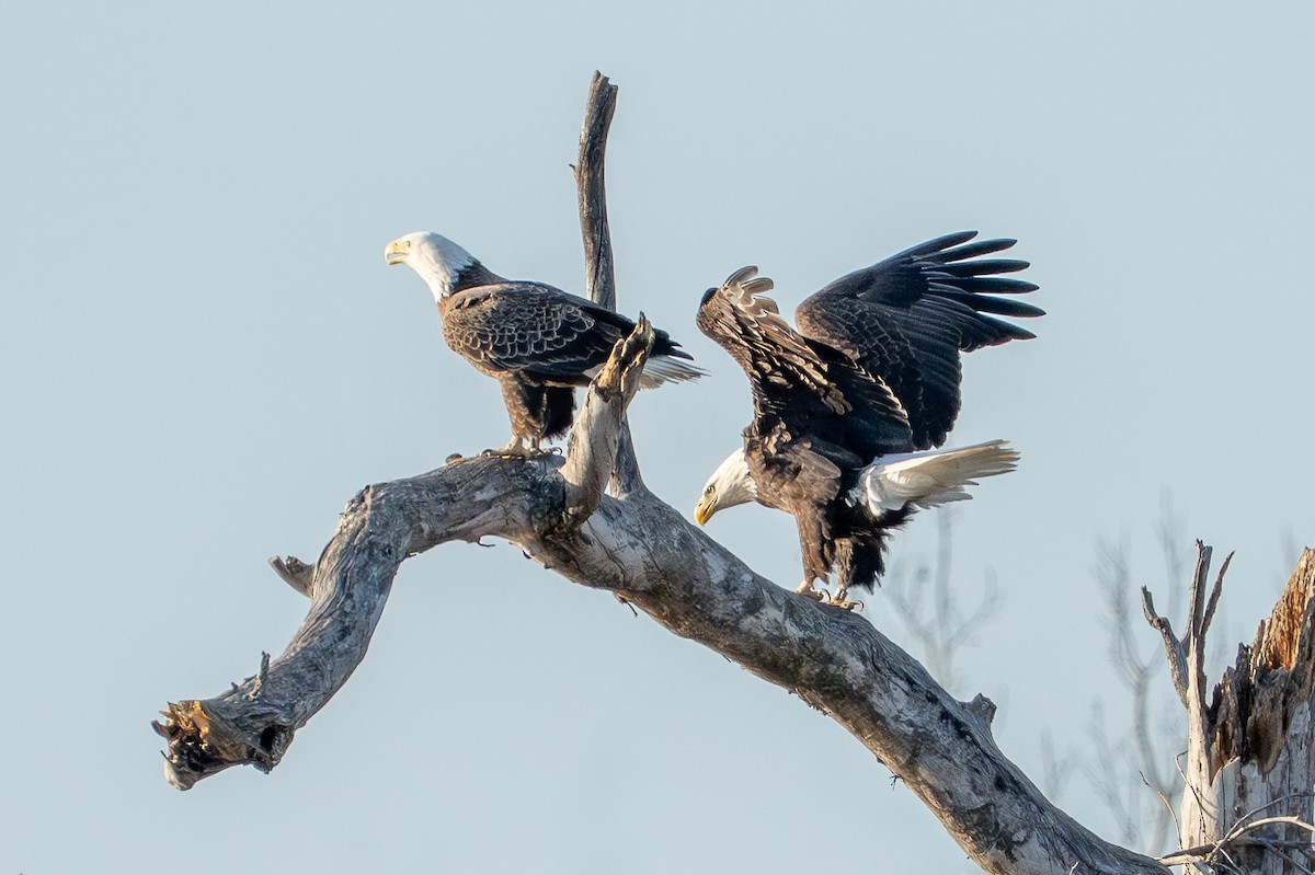 Bald Eagle - ML649316432