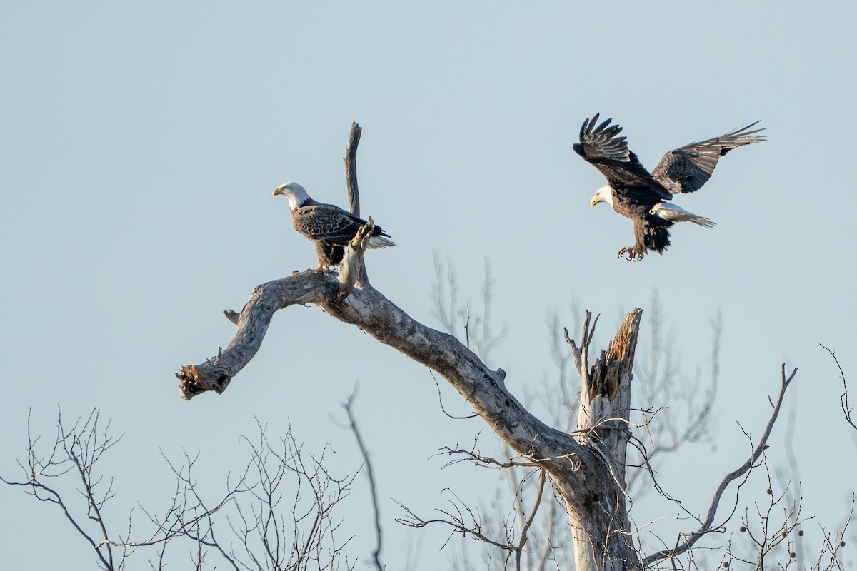 Bald Eagle - ML649316433