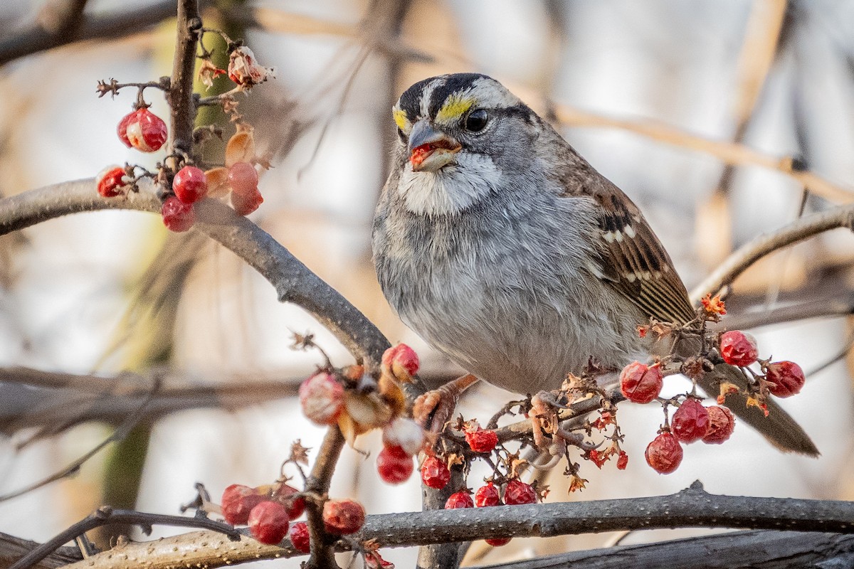 White-throated Sparrow - ML649316470
