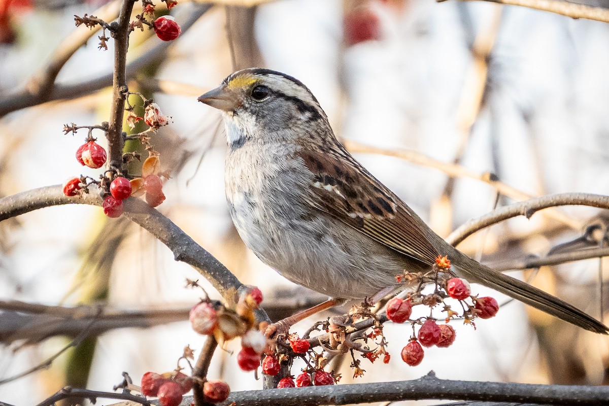 White-throated Sparrow - ML649316471