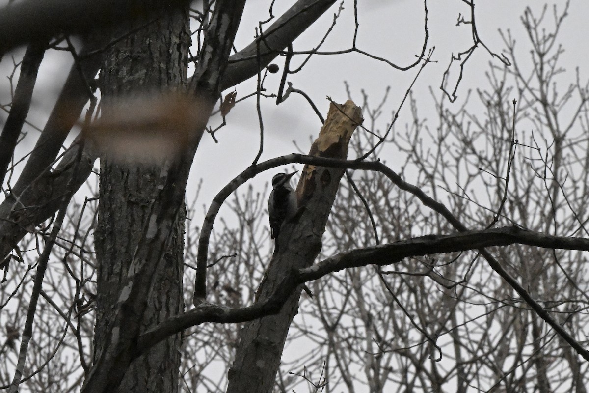 Sert Tüylü Ağaçkakan - ML649316487