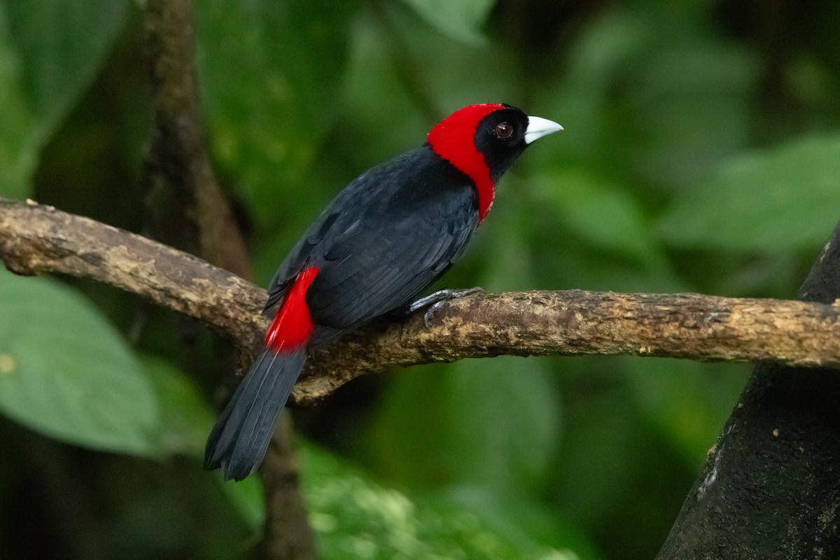 Тапіранга білодзьоба - ML649317160