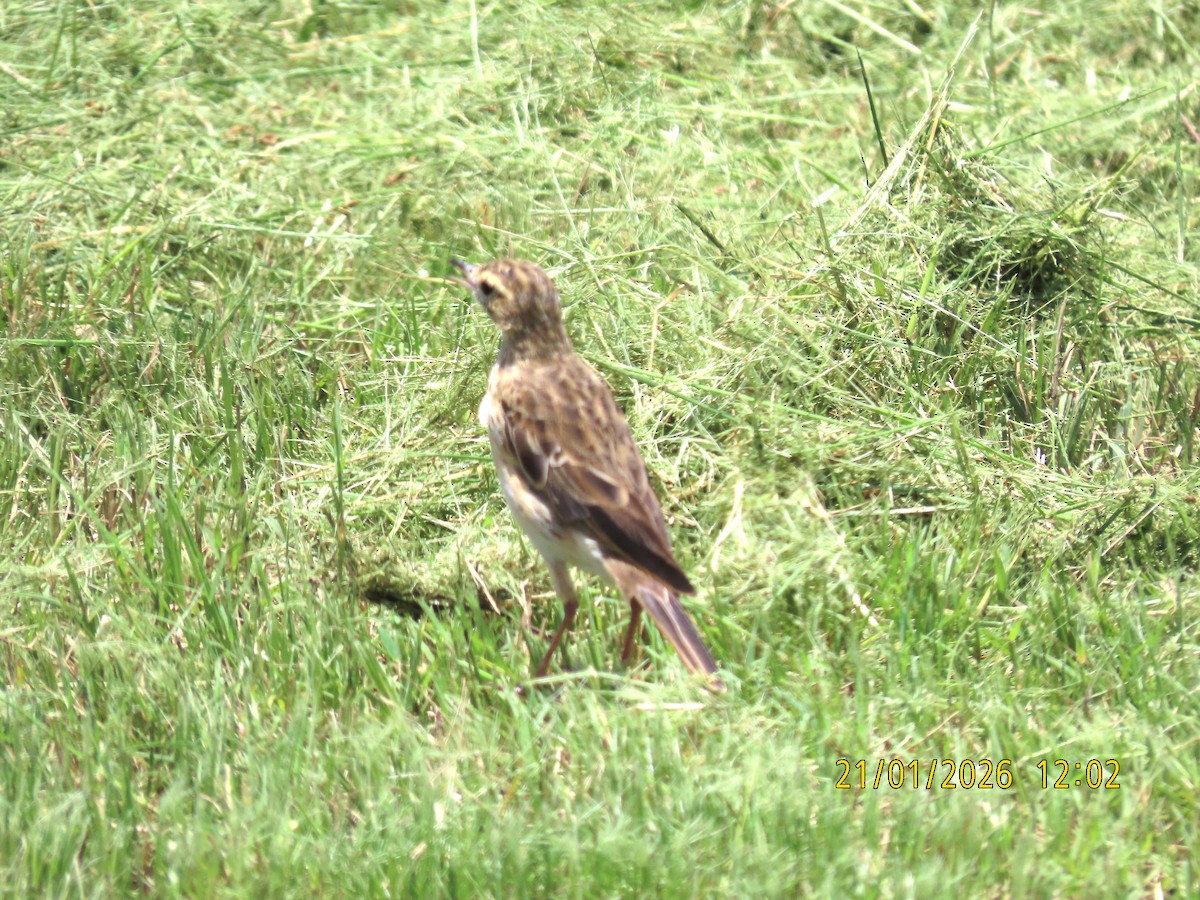 linduška australská - ML649317170