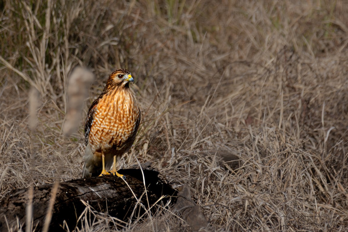 Канюк рудоплечий - ML649317346