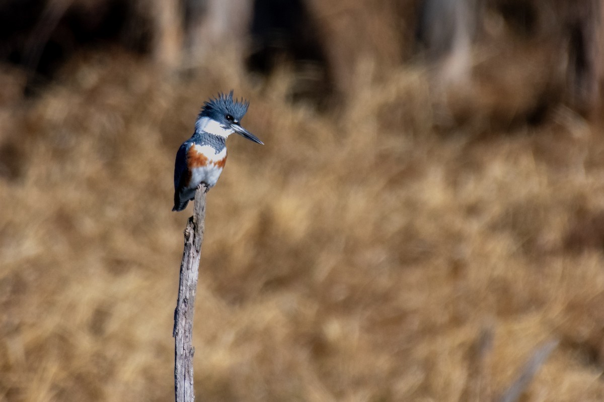 Рибалочка-чубань північний - ML649317369