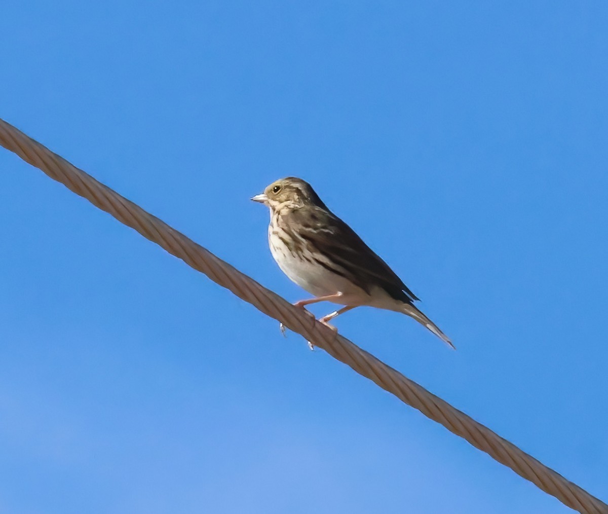 Savannah Sparrow - ML649317374