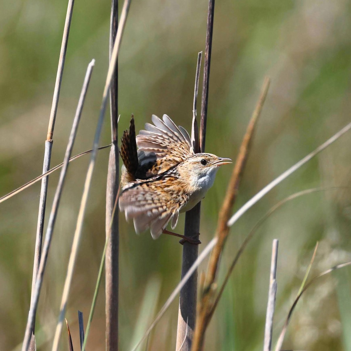 Cucarachero Sabanero (platensis/polyglottus) - ML649317395