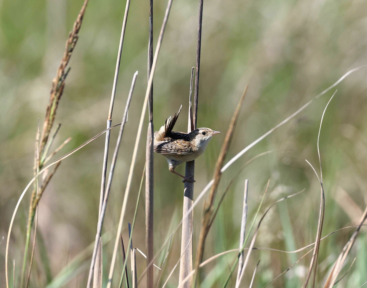 Cucarachero Sabanero (platensis/polyglottus) - ML649317396