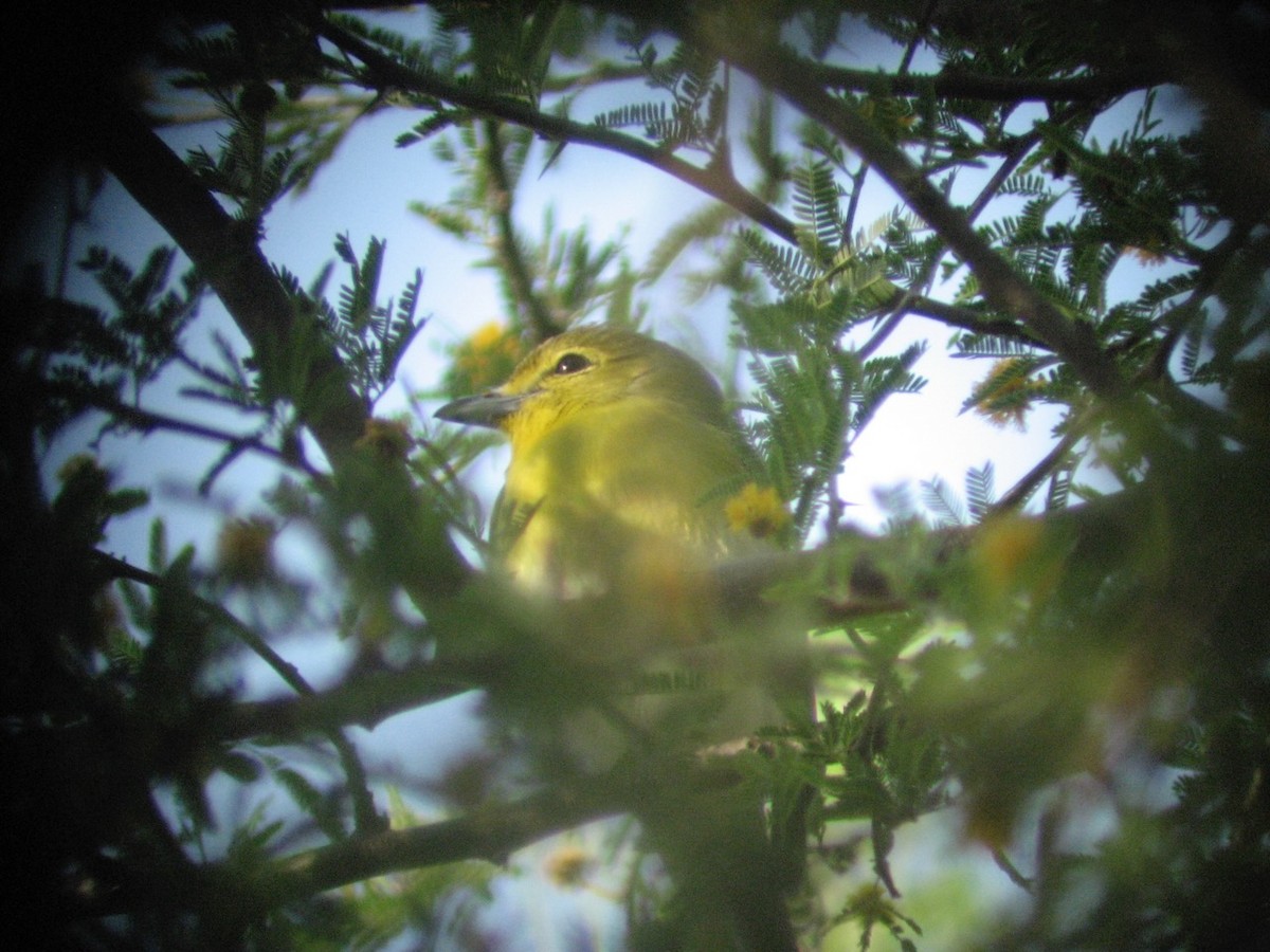 ויראו צהוב-גרון - ML649317397