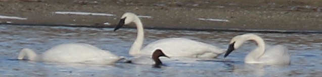 Canvasback - ML649317403