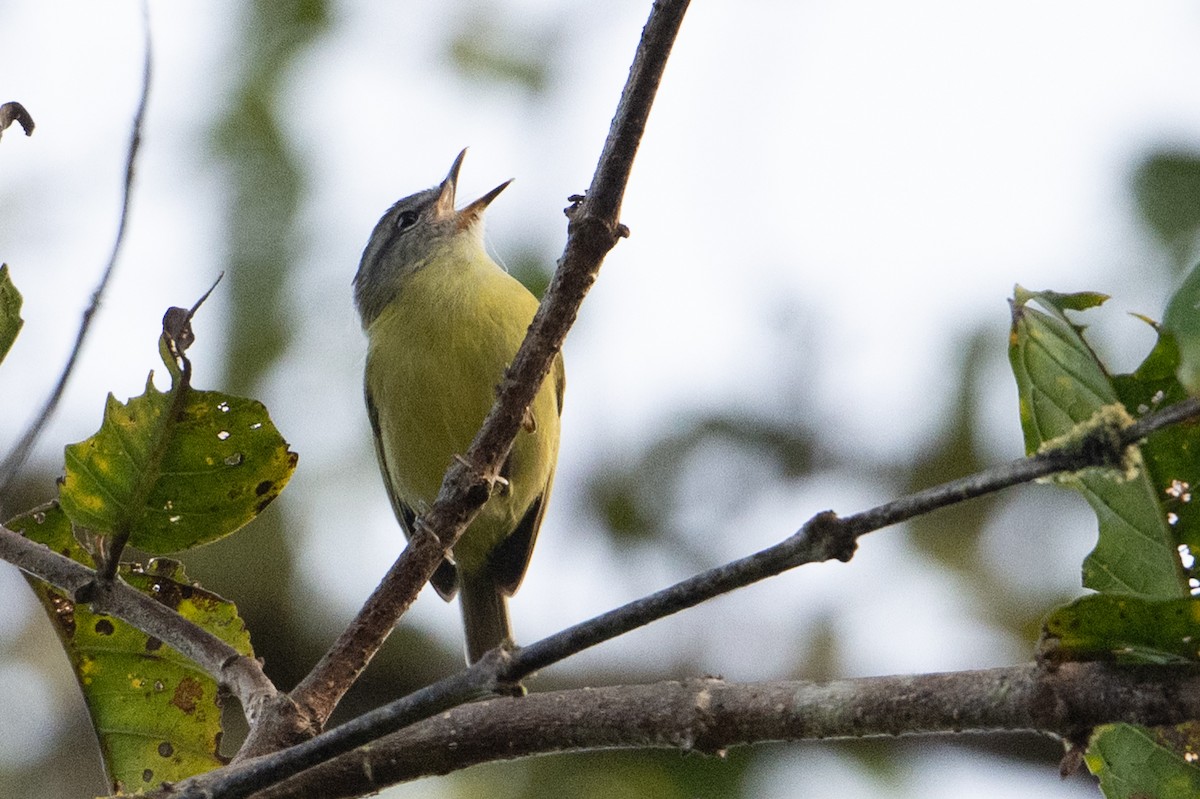 papuasanger (ceramensis) - ML649317512