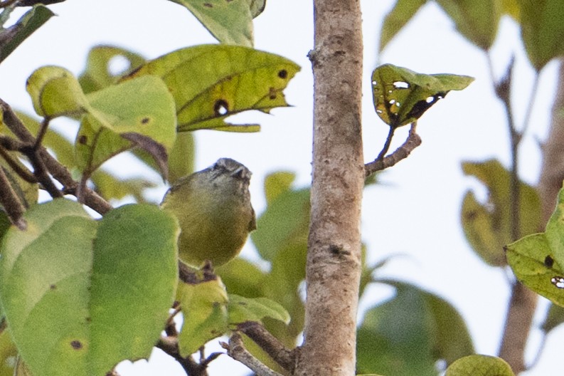 papuasanger (ceramensis) - ML649317516