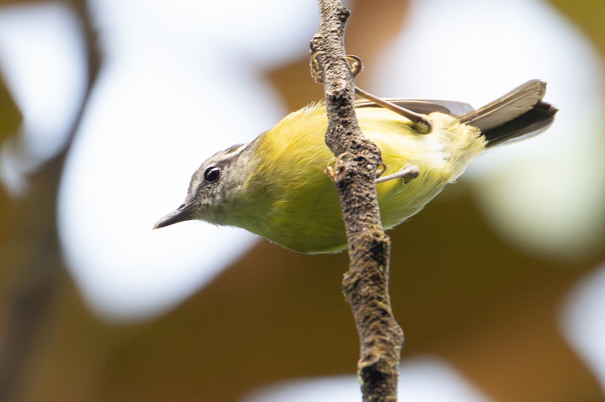 papuasanger (ceramensis) - ML649317528