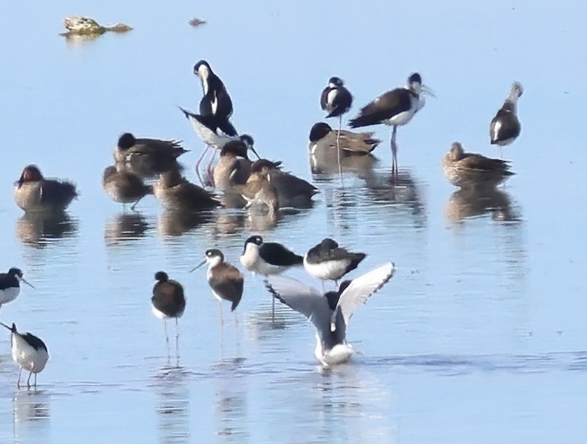 Bonaparte's Gull - ML649317593