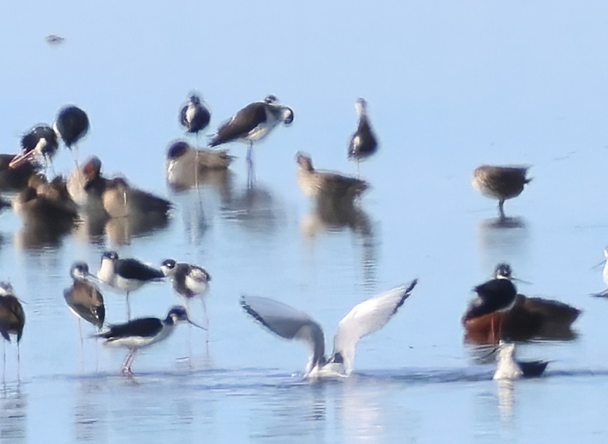 Bonaparte's Gull - ML649317594