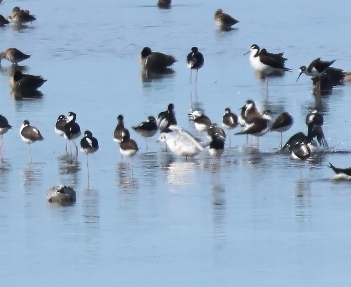 Bonaparte's Gull - ML649317595
