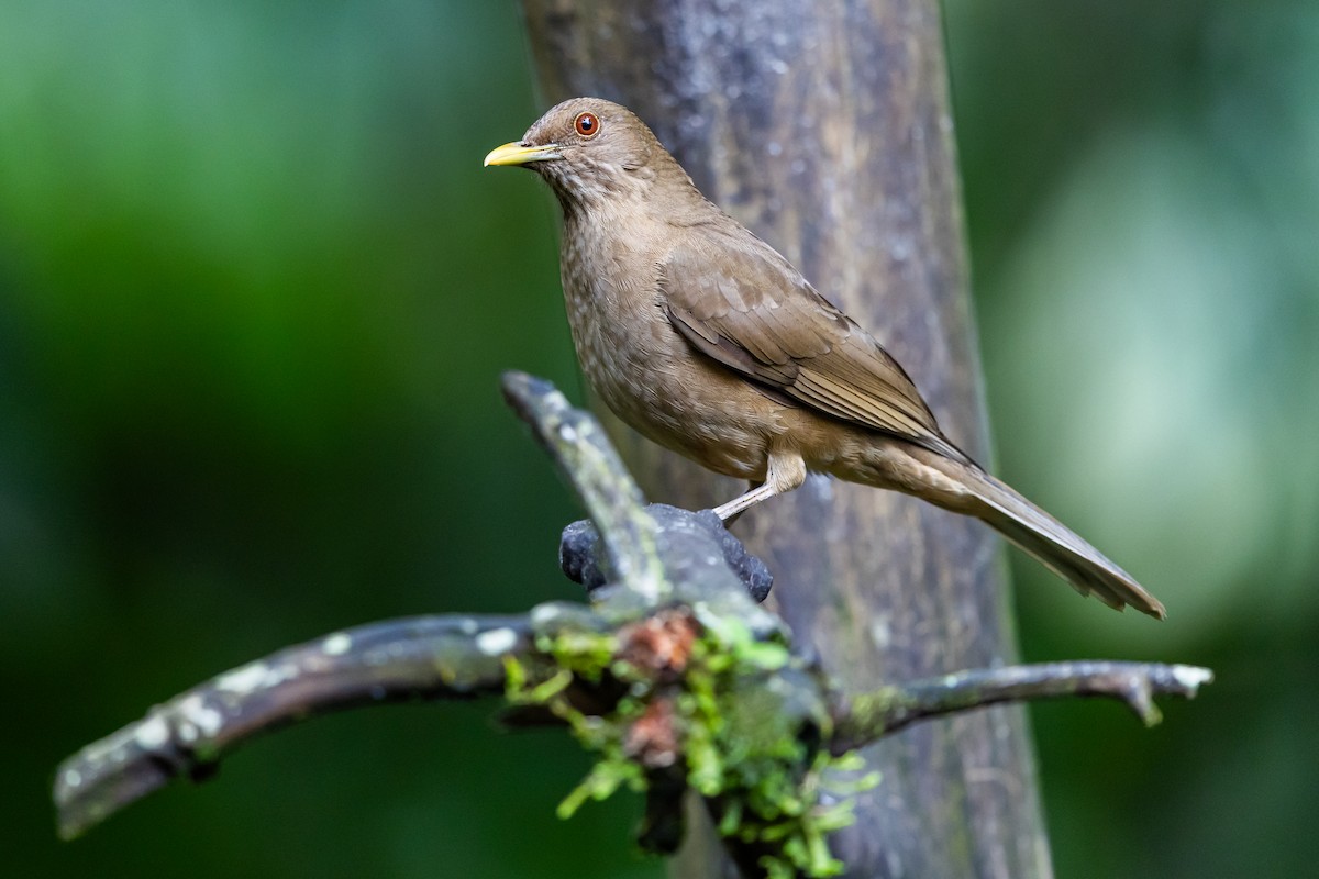 Дрізд бронзовий - ML649317596