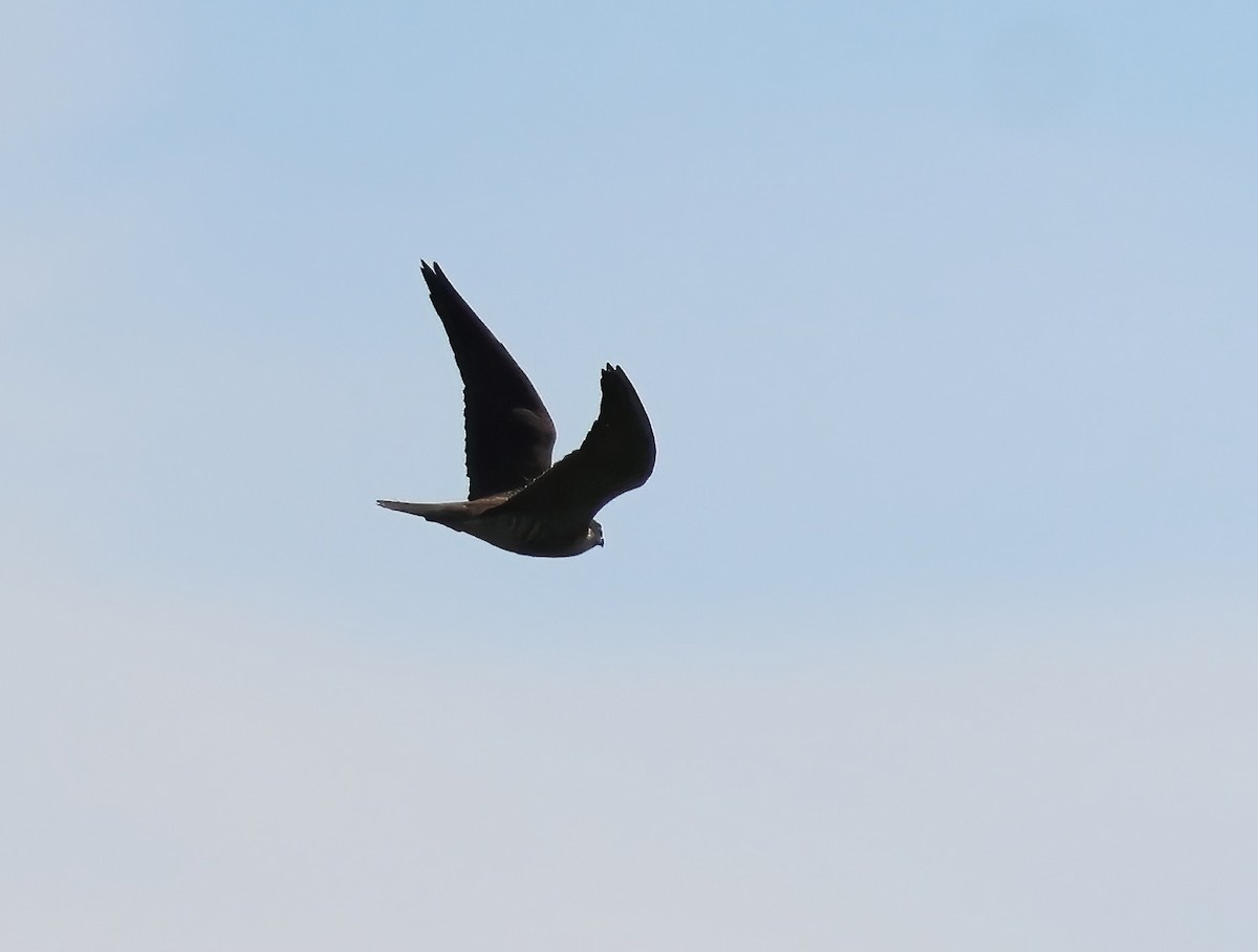 Peregrine Falcon - ML649317600