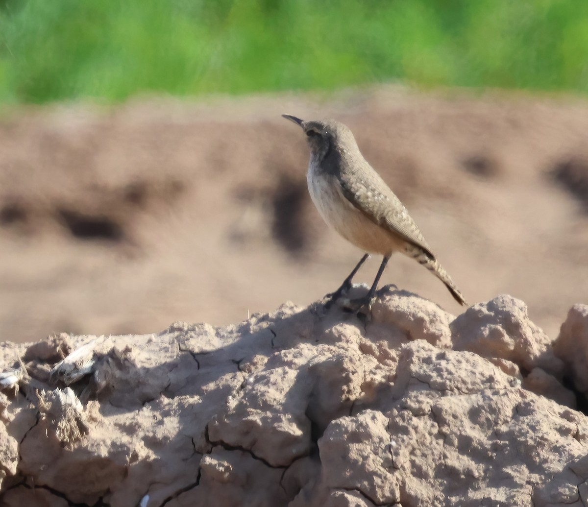 Rock Wren - ML649317609
