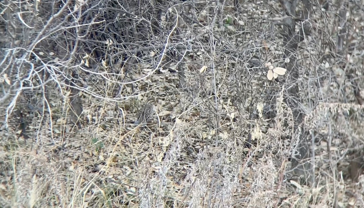 křepel virginský - ML649317666