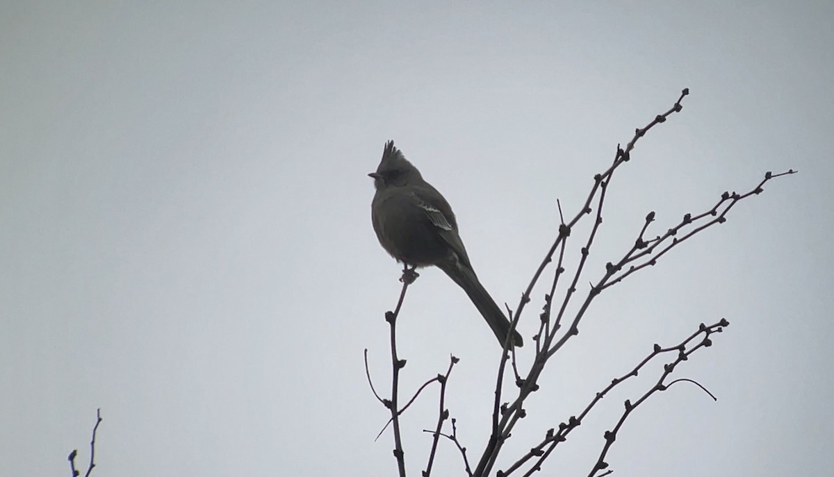 palmovník tmavý - ML649317695