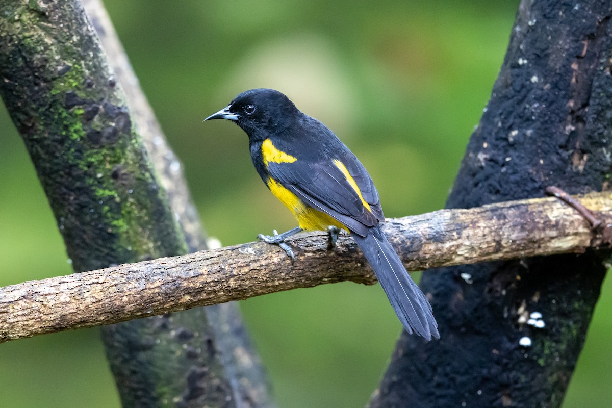 Трупіал банановий - ML649317996