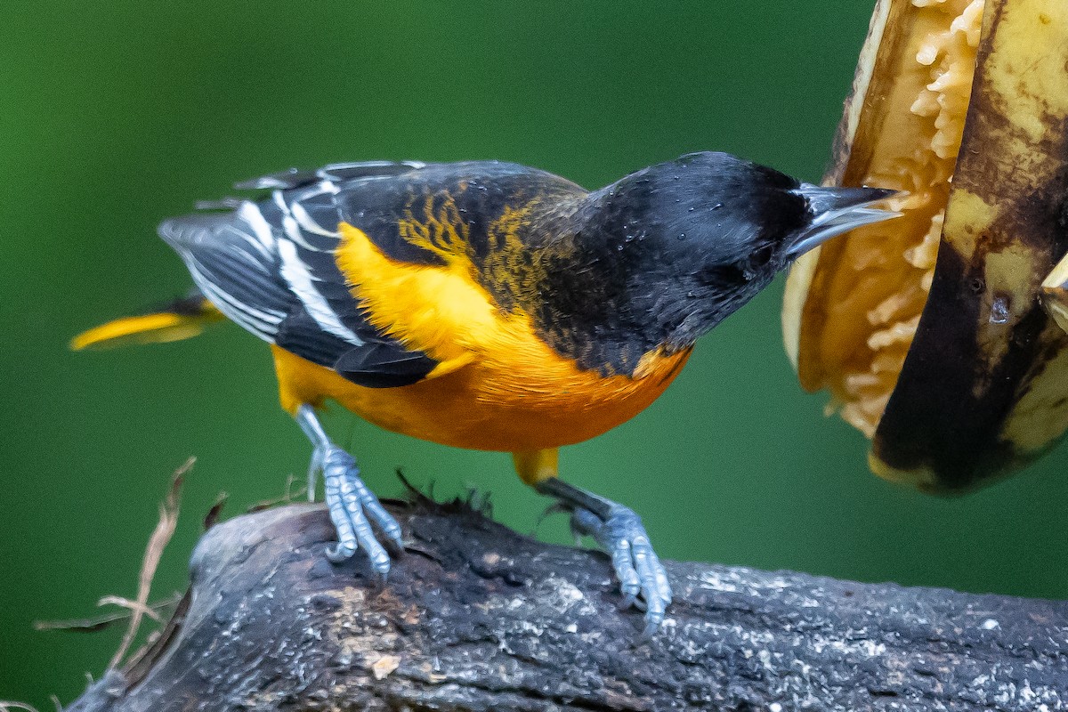 Трупіал балтиморський - ML649318003