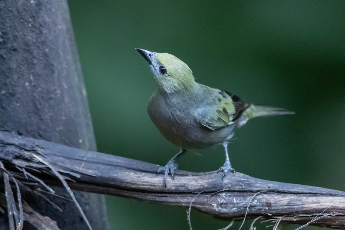 Саяка пальмова - ML649318019