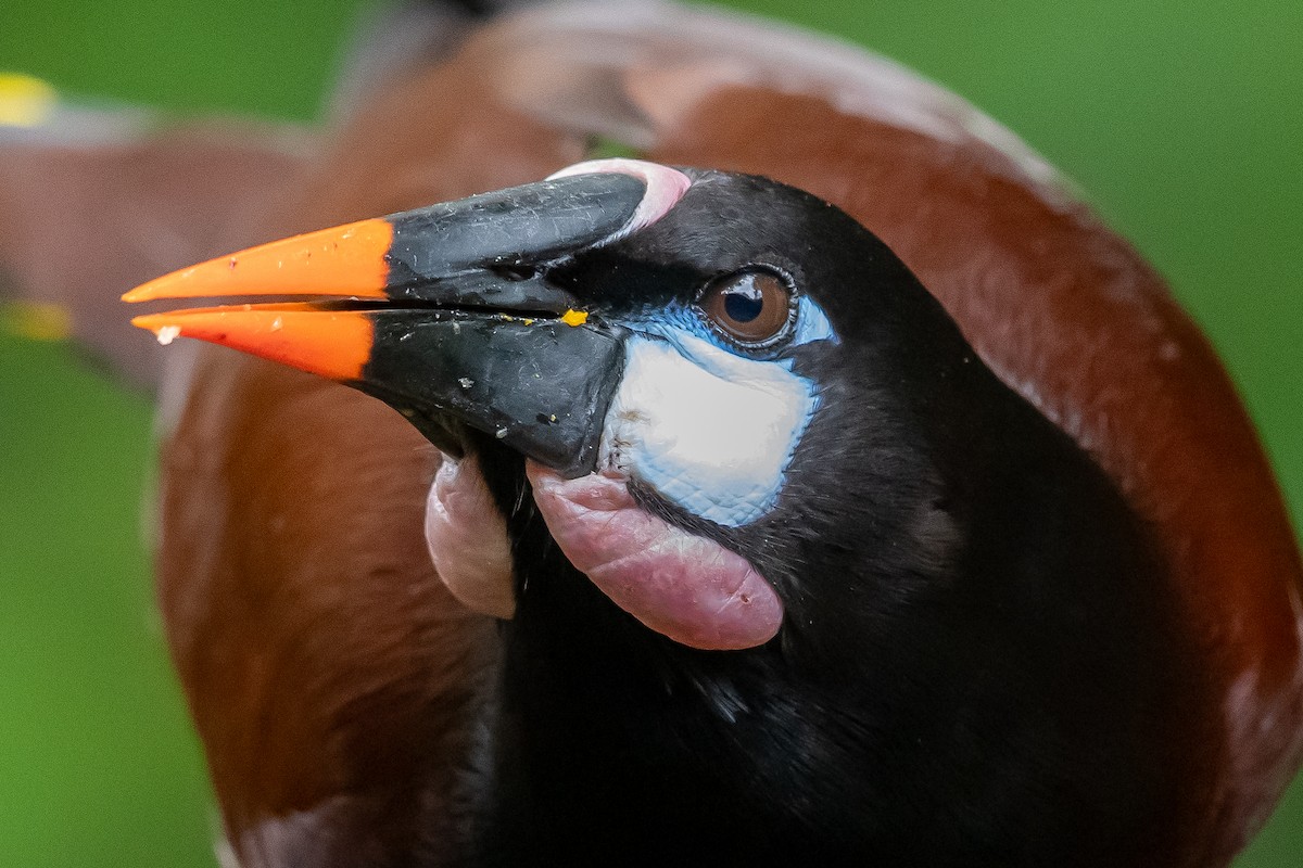 Конота панамська - ML649318068