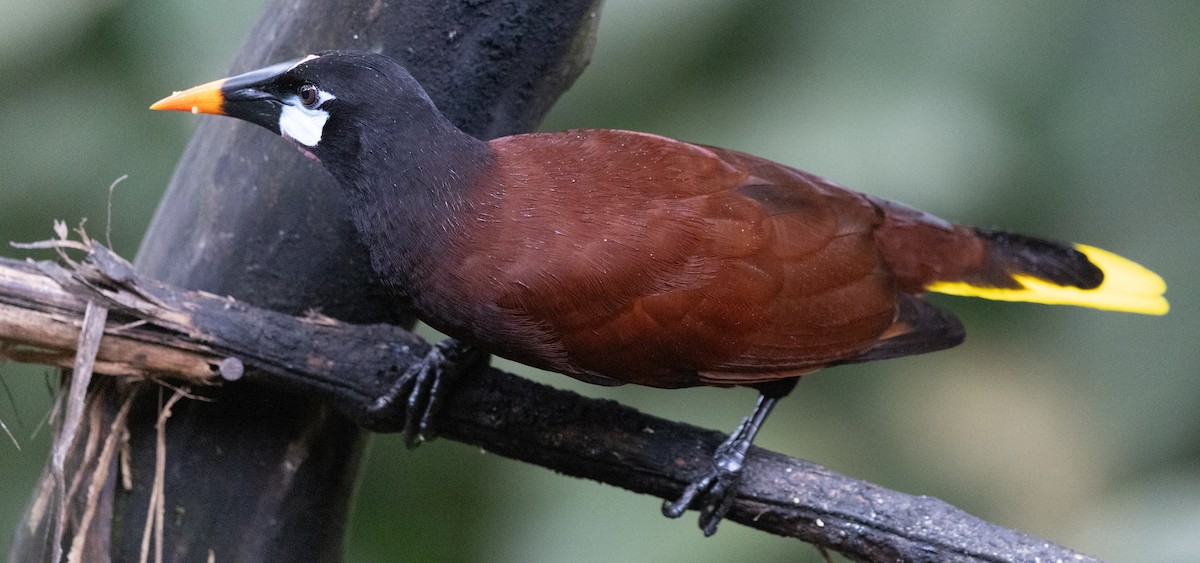 Конота панамська - ML649318069