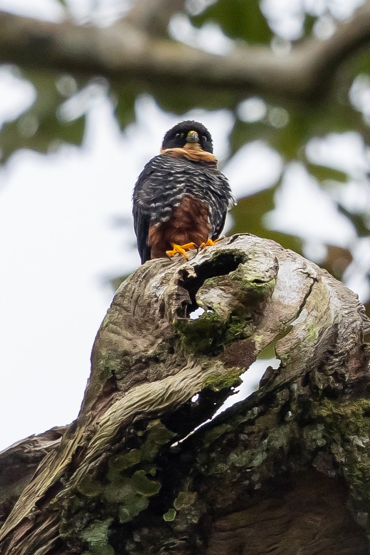 Підсоколик смугастогрудий - ML649318131